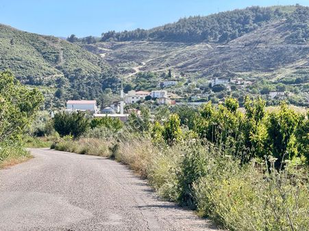 Manisa Yukarıçobanisa Da 4.825 M2 Zeytinlik , Asfalta Yakın