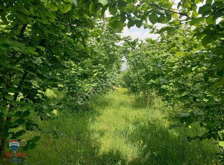 Hendek Yarıca Da Verimli Fındık Bahçesi Remax Ümit Doğan