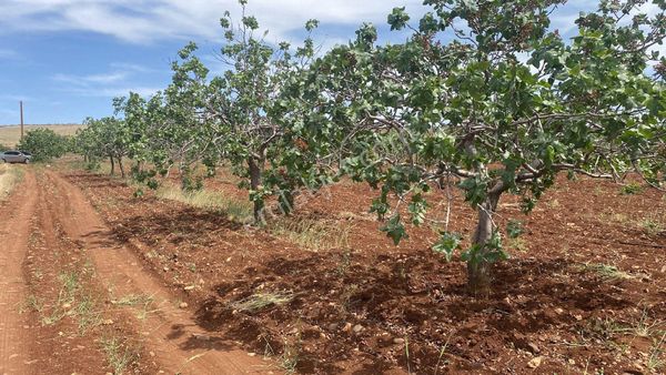 Kılıç Group Gayrimenkul Ferit Cumaoğlundan Yatırımlık Bağ