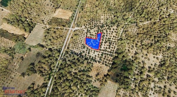 Manisa Kırkağaç Bakır Mevkii Satılık Zeytinlik