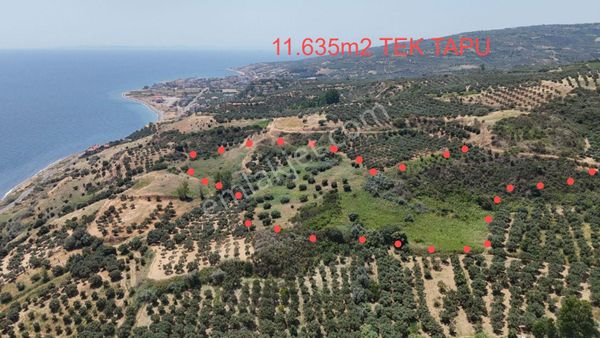 Şarköy De Deniz Manzaralı 11635 M2 Mustakil Tapulu Bağyeri