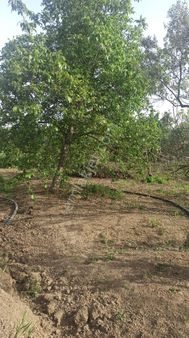 Nilvest'ten Çepnide İki Parça Tarla