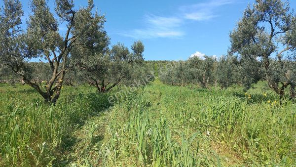 Karacabey İsmetpaşada Kaçırılmayacak Satılık Zeytinlik