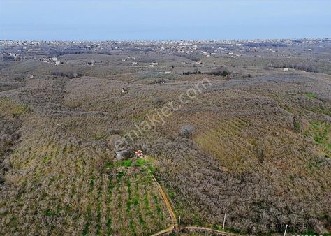 Sakarya Kocaalide Deniz Manzaralı Satılık Fındık Bahçesi