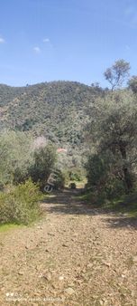 Milas Selimiye Kandak Mevkiinde Satılık Zeytinlik