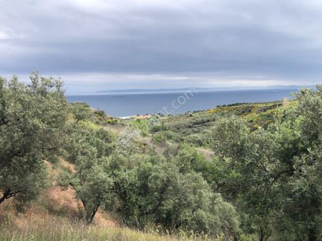 Şarköyde Işık Emlaktan Yukarıkalamış Mah De 2232 M2 Zeytinlik