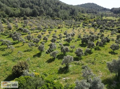 Milas Tuzabat Köyünde Satılık 1150 M2 Tarla