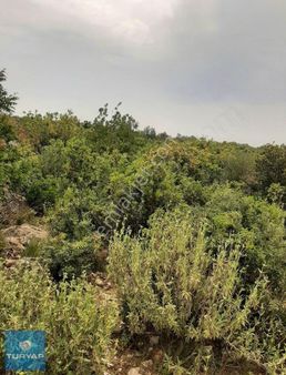 Karaahmetlide Yatırımlık 5.0000 M2 Arazi