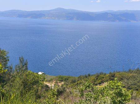 Mudanya Altıntaş Ta Deniz Manzaralı Hobi Bahçesi Zeytinlik