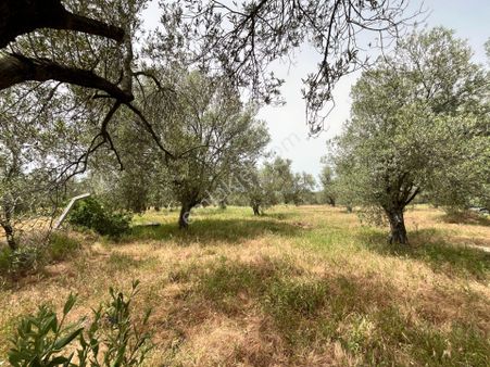 Pelitköy'de Düz Zemin 85 Ağaç Satılık Zeytinlik