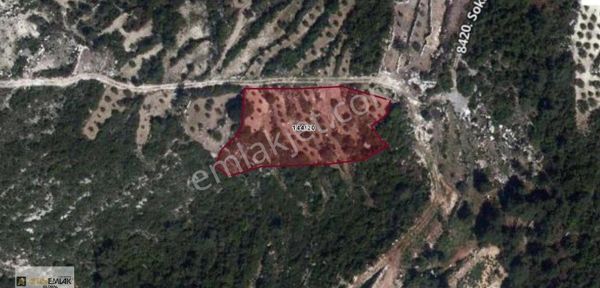 Büyük Zeytinlik Bahçesi