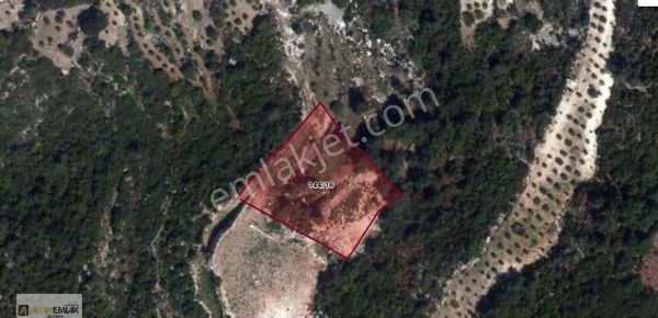 Defnede Satılık Zeytinlik