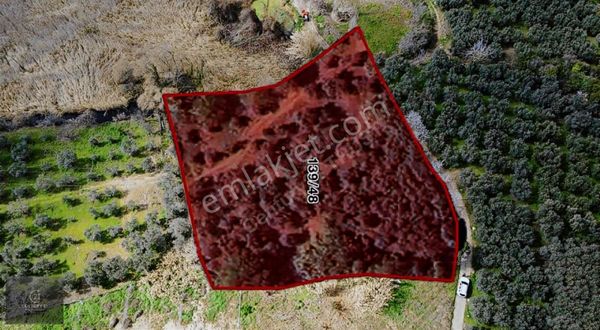 Satılık Denize Çok Yakın Zeytinlik