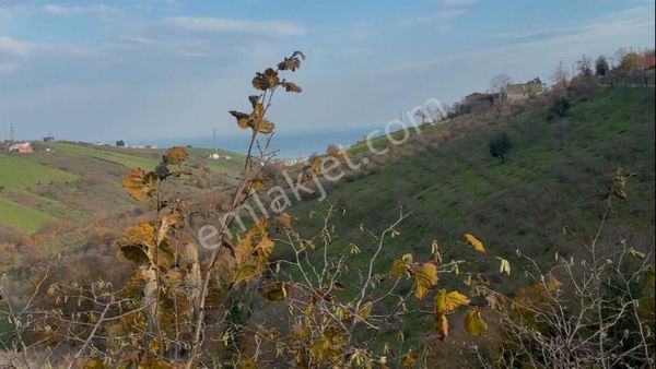 Furkan Emlak'tan Atakum Kurugökçe Mevkisinde Deniz Manzaralı 1.086m2 Tek Tapu Fırsat Tarla