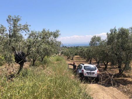 Şarköyde Işık Emlaktan Eriklice Mah De 4300 M2 Zeytinlik