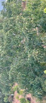 Denk Evim Gayrimenkul Den Bilecik Gölparazarın Satılık 8800 M2 Bahçe