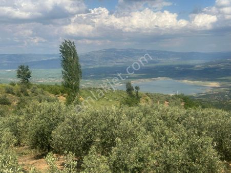 Zeytinlik Ve Bağ Satılık