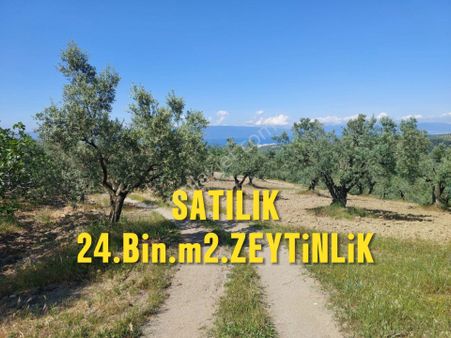 Bursa Mudanya Yörükali,de Satılık Denizmanzaralı 24.dönüm Zeytinlik