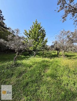 Hercesıt Meyve Agacları Olan 150mtresmıyola Cephelı Arazı
