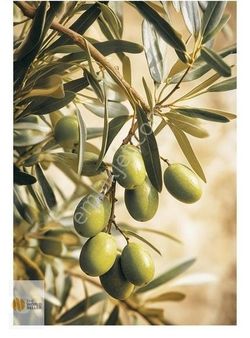 Sölözde Size Özel Zeytinlik