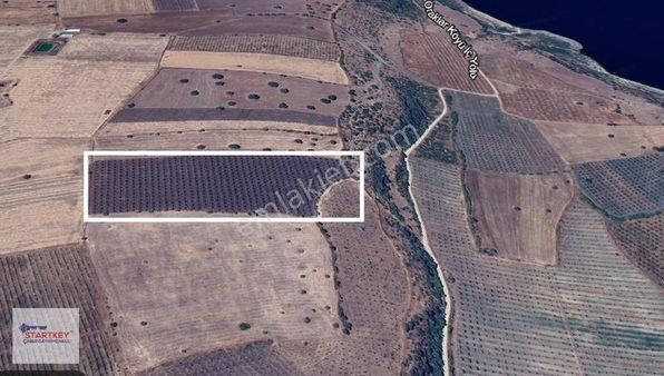 Salihli Oraklar Köyünde Çok Verimli Zeytinlik