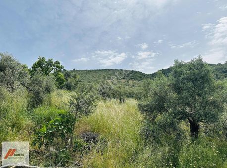 Milas Savran Mah. Köy Merkezinde Satılık Zeytinlik