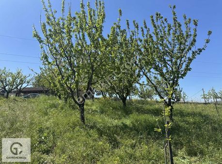 Gc Gayrimenkulden Hayriyede 9.300 M² Hobi Bahçesi