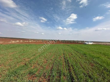Kilis Yavuzluda Boş Tarla