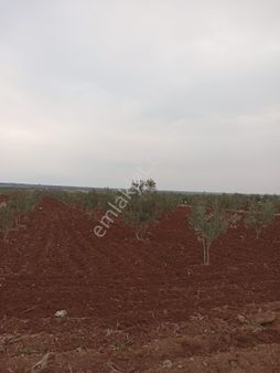 Kilis Yavuzluda Satlik Zeytin