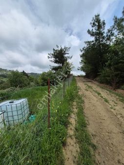 Denizli Babadag Gazı De 2.5 Dönüm Zeytin Ve Meyve Bahçemiz Satılıktır