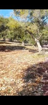 Exper Gayrimenkulden Sırtköy Mahallesi Karaağaç Çeşmesi Mevkiinde 3400 M Bakımlı Satılık Zeytinlik