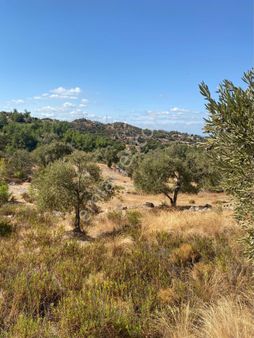 Milas Çiftlik Mahallesi Satılık Zeytinli Tarla 3800 M2 Gökhan Alkaya’dan