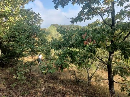 Çanakkale Biga Katrancı Köyünde Yatırımlık Tarla