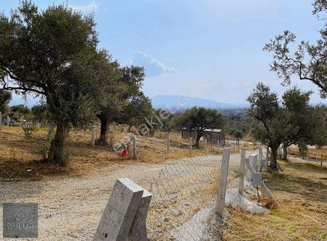 Bulur Dan Torbalı Saipler De 277 M2 Satılık Tarla Ve Zeytinlik