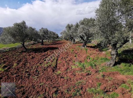 Foça Yenibağarasın'da Cezaevi Yakını Satılık Zeytinlik