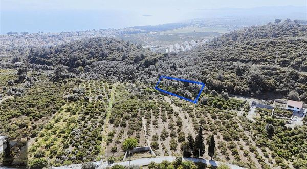 Altın Plus'tan Gümüldür'de 521 M2 Mandalina Bahçesi