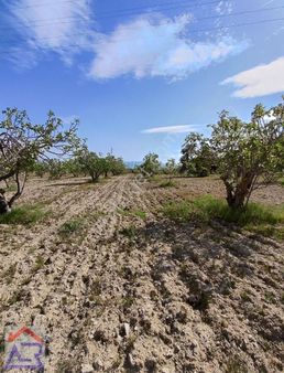 İncirliova Nin En Uygunu 15 Dönüm İncir Bahçesi Kaçırmayın!!