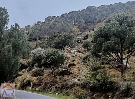 Asfalt Kenarı 150 Ağaçlı 7 Dönüm Çamlık