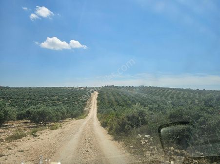 Söke Emlak Ofisisınden Akyenıköyde Satılık Zeytinlik