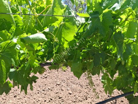 Salihli Çapaklı Mah Bakımlı Satılık Üzüm Bağı