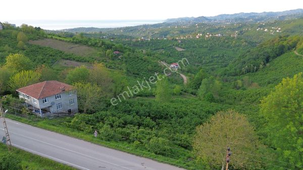 Z Grup Kabakdağında Ana Yola Cepe 4 Dönüm Fındık Bahçesi