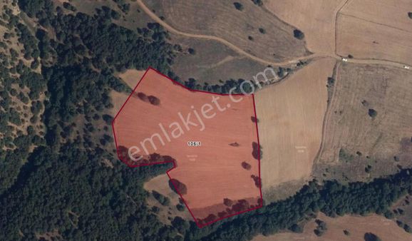 21.679 M2-bilecik-söğüt(6km)-savcıbey-yatırımlık-verimli (enka)