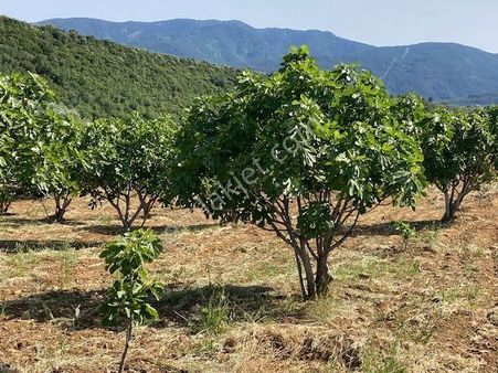Karacasu Yetişkin Bakımlı İncir Bahçesi 18 Dönüm