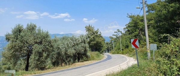 Muğla Milas Alatepe Köyün De Ana Yol Üzerin De Satılık Zeytinlik