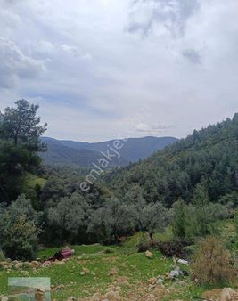 Muğla Milas Ören Yakınlarında 9 Dönüm Satılık Zeytinlik