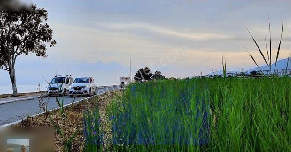 Milas Ören De Denize Sıfır 1000 M2 İhtiyactan Satılık Arazi