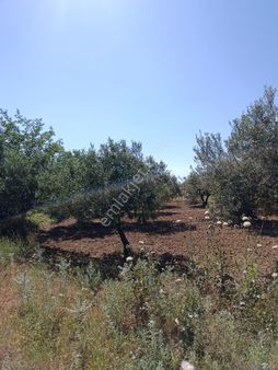 Manisa Turgutlu Sinirli Mh 3500m2 Zeytinlik