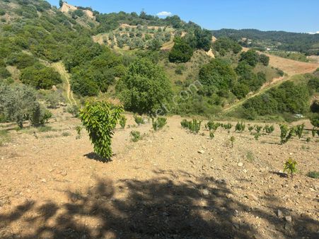 Manisa Turgutlu Bozkır Mh 2813m2 Tek Tapu Bahçe