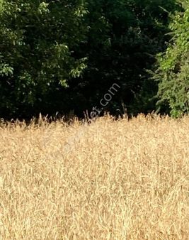 Tarla İçinde Suyu Var Köy Yerleşim Alanına Yakın