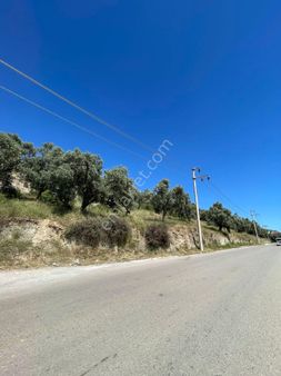 Milas Şehir Merkezinde Fırsat Satılık Zeytinlik